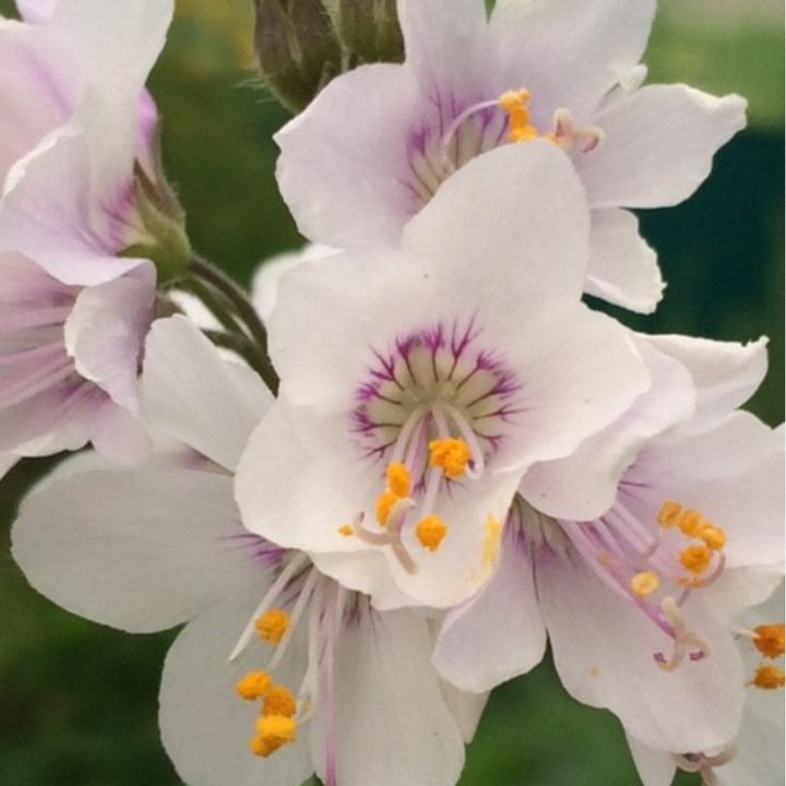 Jacob's Ladder Plug Plants | Polemonium caeruleum