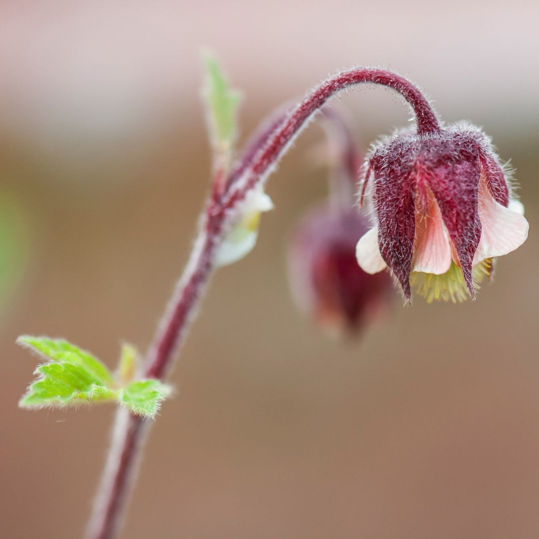 Water Avens Plug Plants | Geum rivale