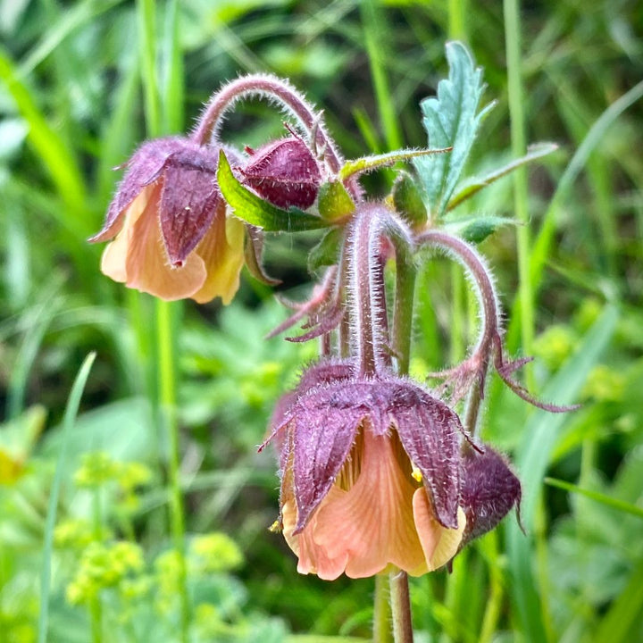 Water Avens Plug Plants | Geum rivale