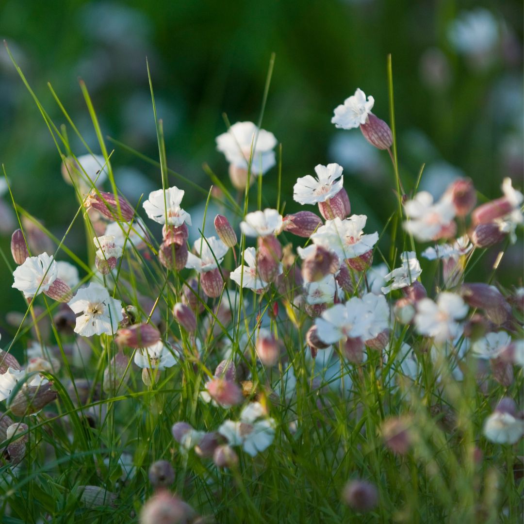 Sea Campion Plug Plants | Silene maritima