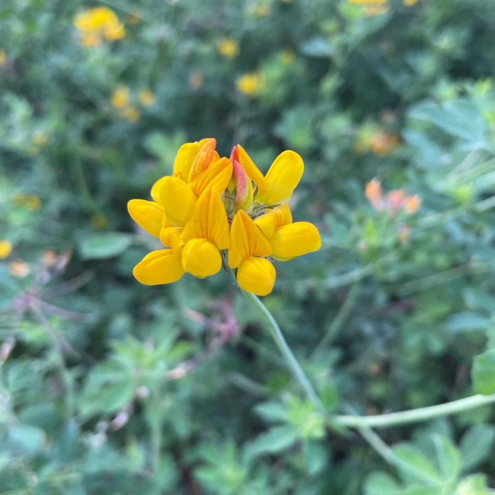 Greater Bird's-Foot Trefoil Plug Plants | Lotus pedunculatus