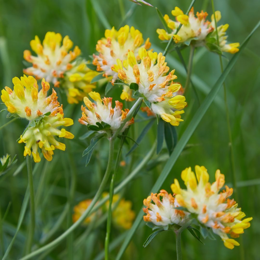 Kidney Vetch Plug Plants | Anthyllis vulneraria