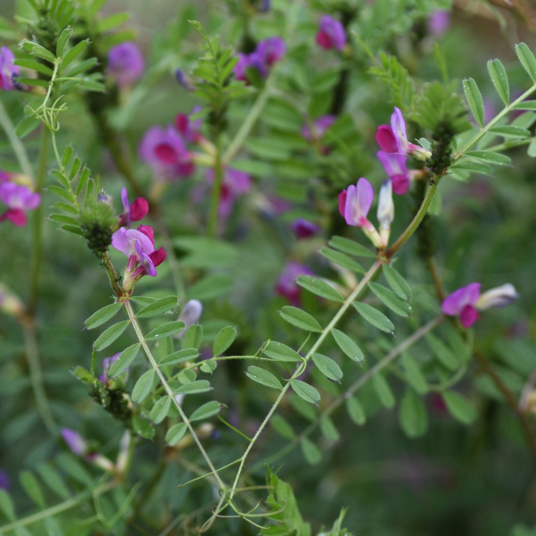 Common Vetch Plug Plants | Vicia sativa