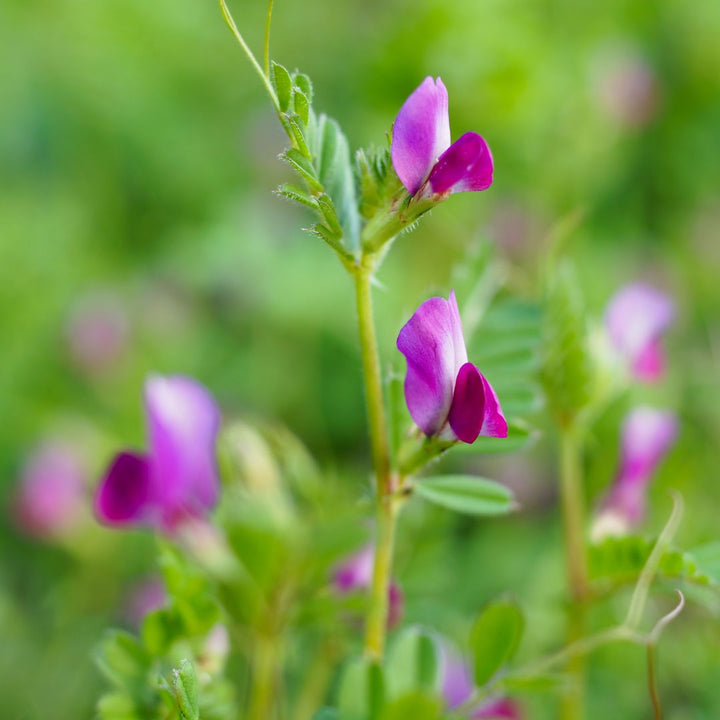 Common Vetch Plug Plants | Vicia sativa