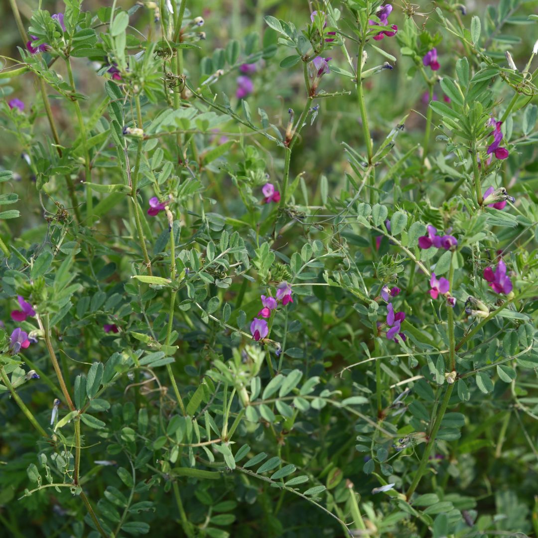 Common Vetch Plug Plants | Vicia sativa