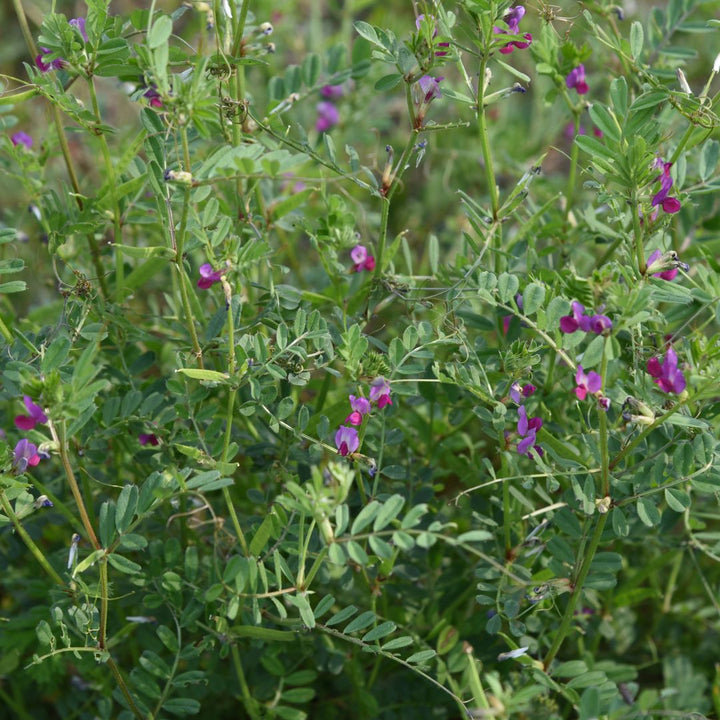 Common Vetch Plug Plants | Vicia sativa