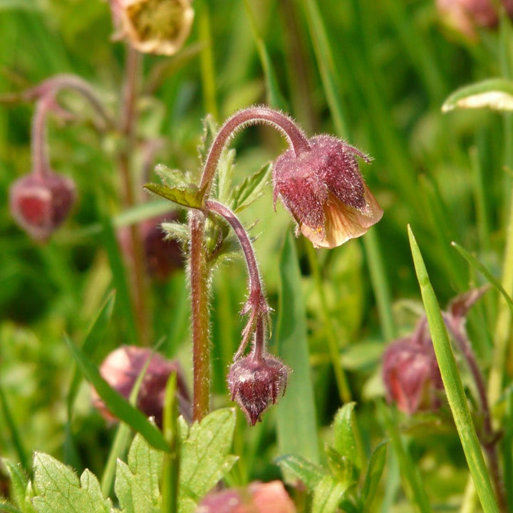 Water Avens Plug Plants | Geum rivale