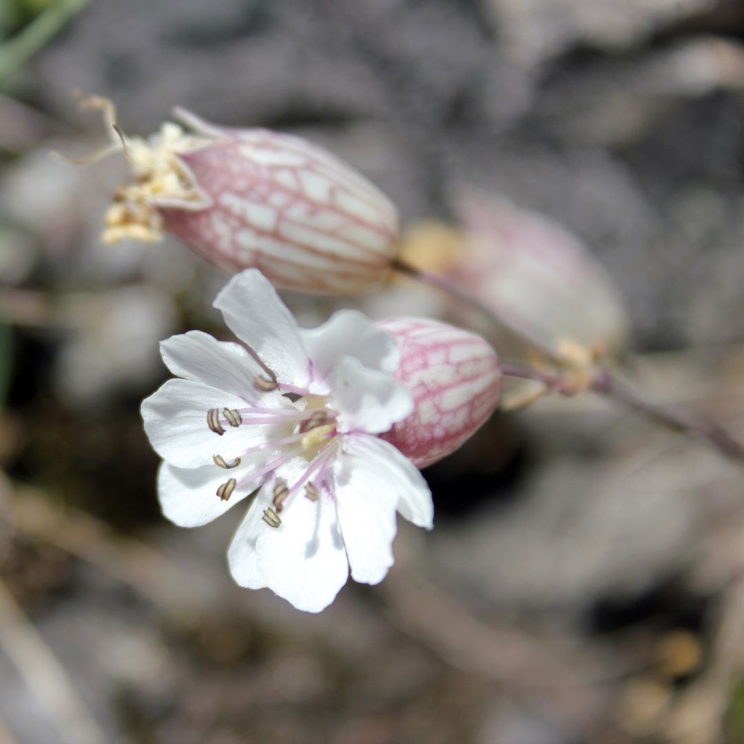 Sea Campion Plug Plants | Silene maritima