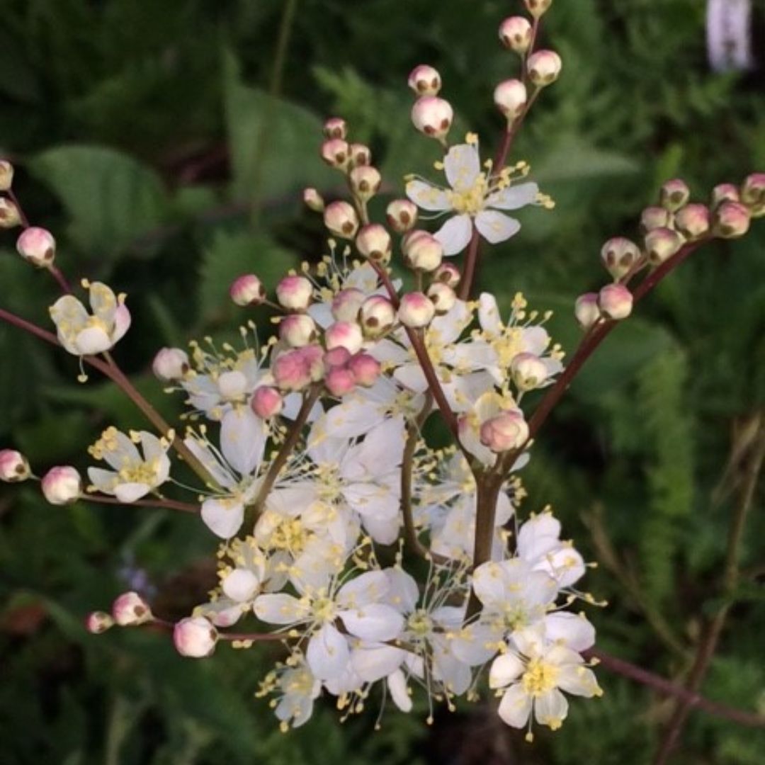 Dropwort Plug Plants | Filipendula vulgaris