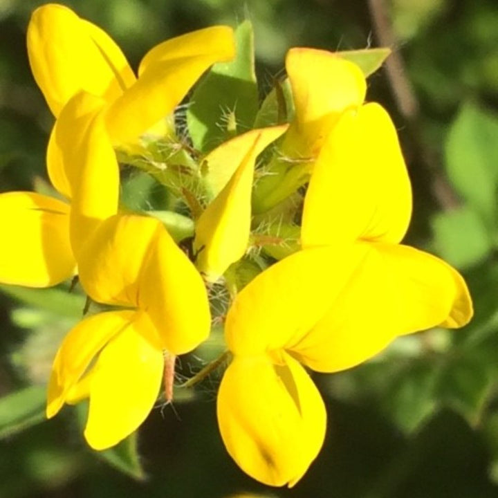 Greater Bird's-Foot Trefoil Plug Plants | Lotus pedunculatus