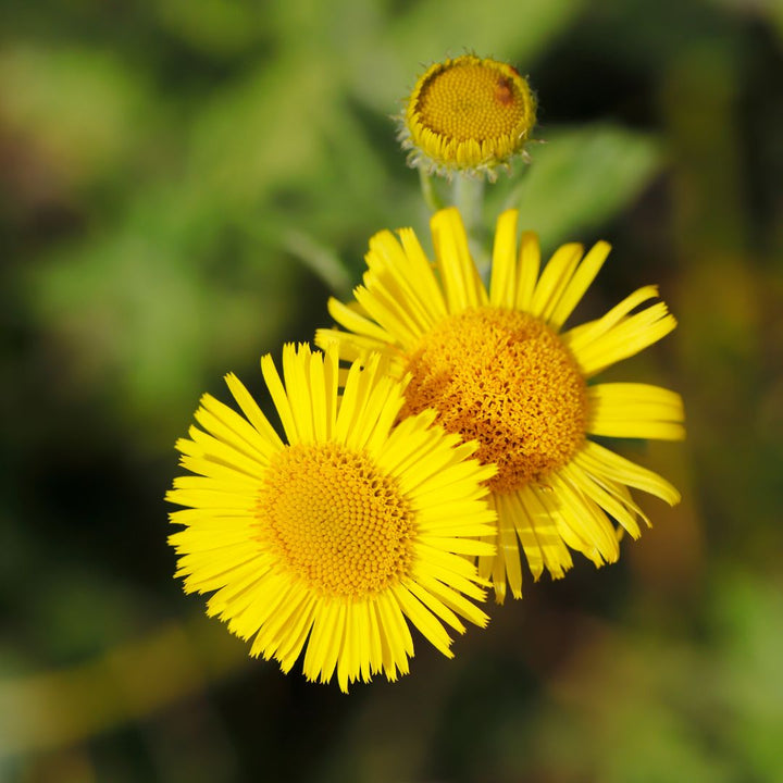 Common Fleabane Plug Plants | Pulicaria dysenterica
