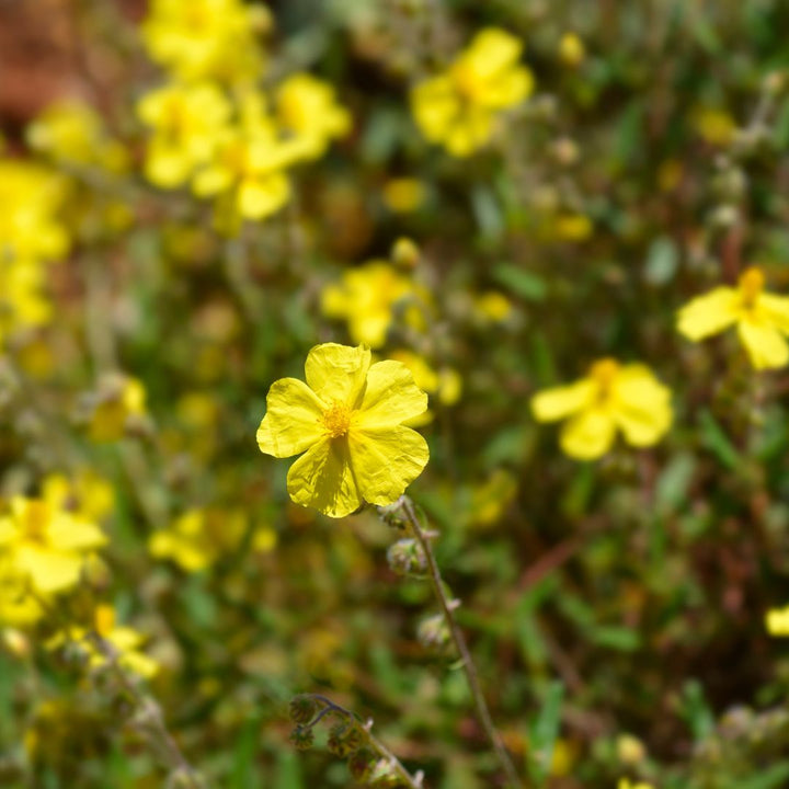 Common Rockrose Plug Plants | Helianthemum nummularium