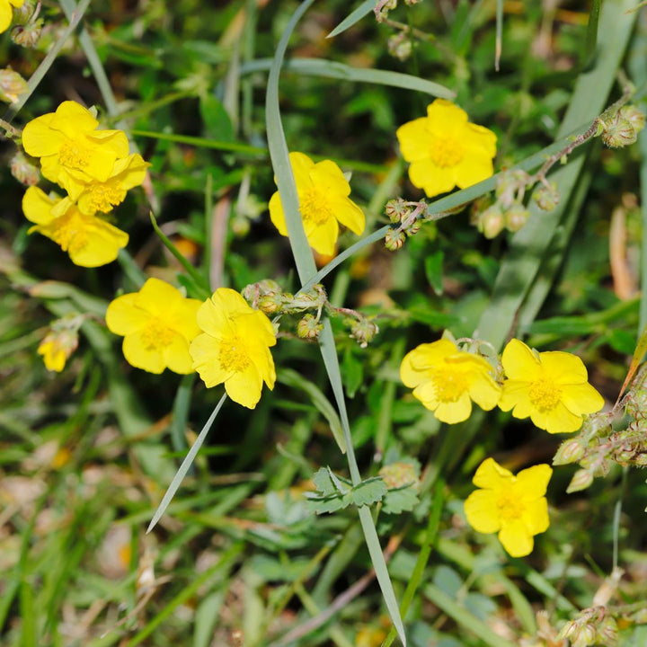 Common Rockrose Plug Plants | Helianthemum nummularium