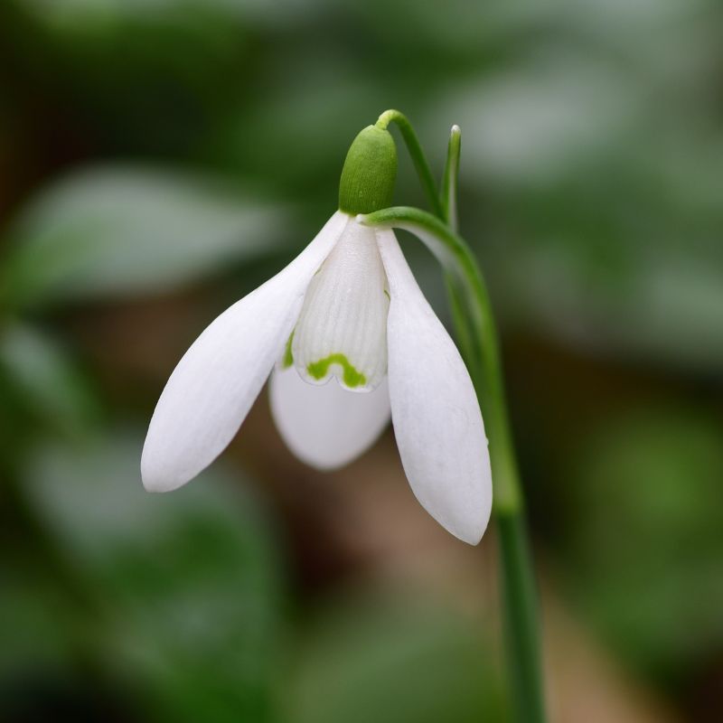 Snowdrop Bulbs | Galanthus nivalis