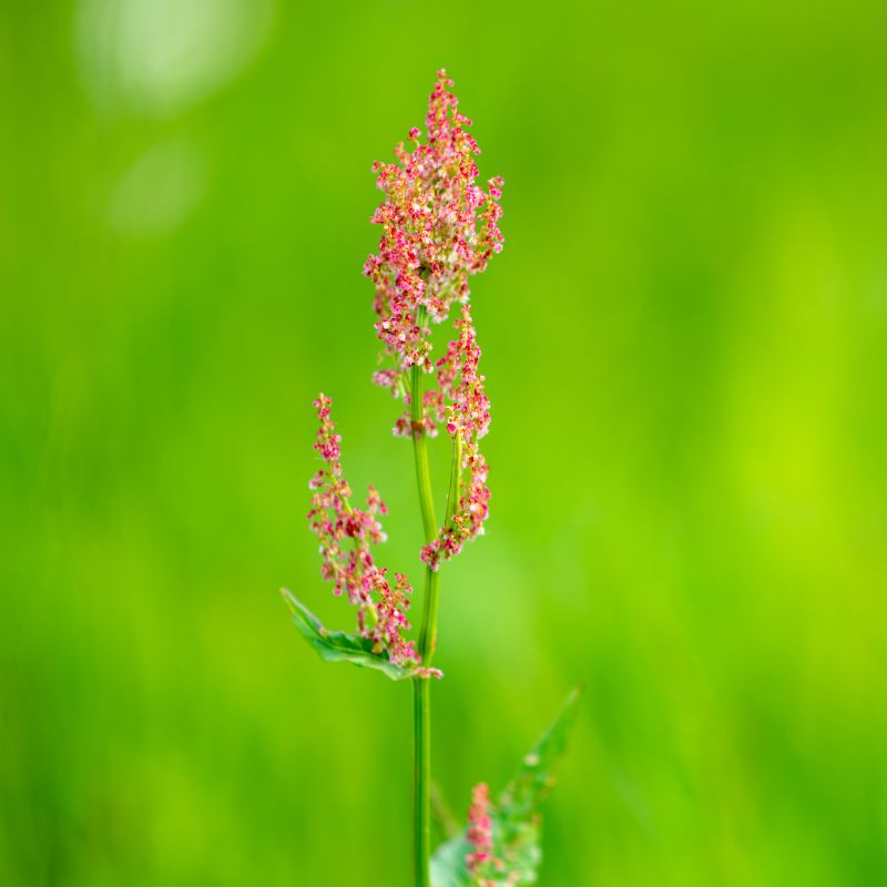 A close-up image of a common sorrel plant with upright slender leaves and red flower spikes.