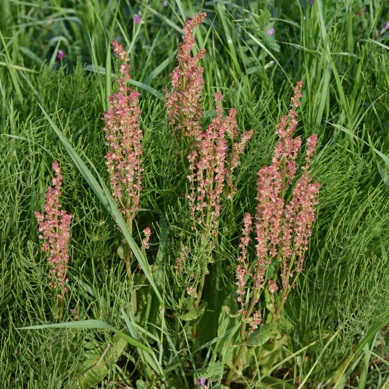 Common sorrel plants growing amongst foliage