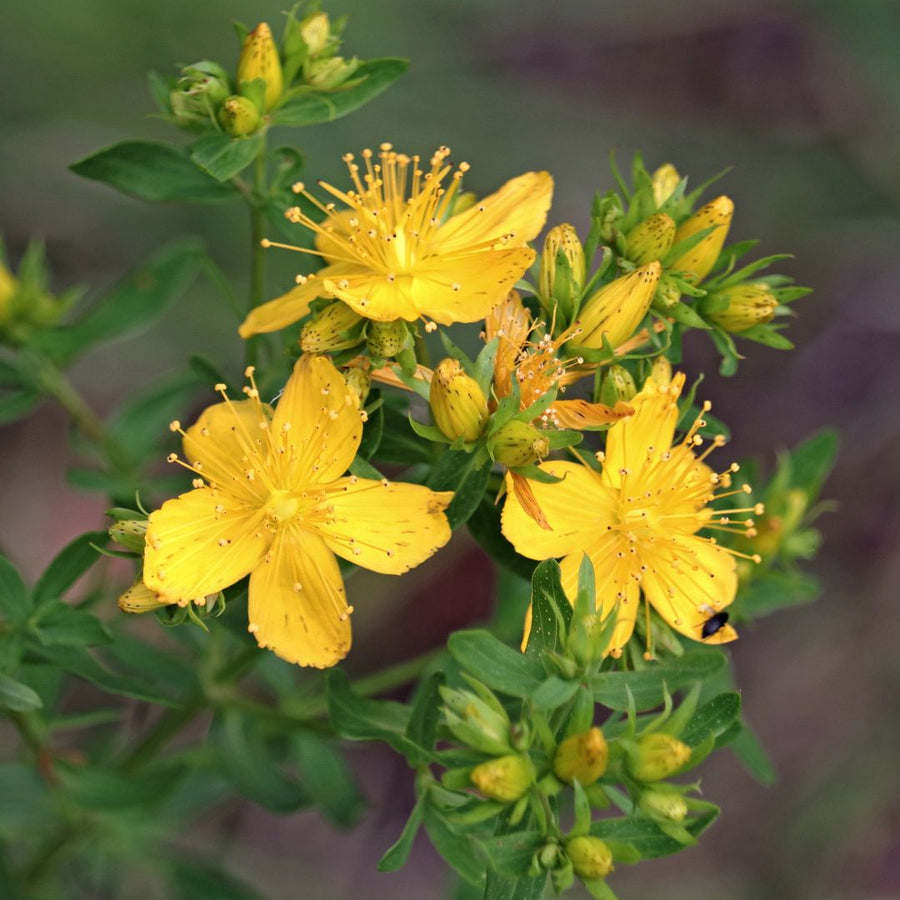 A cluster of bright yellow Hypericum perforatum, commonly known as St John's Wort, in bloom with green foliage.
