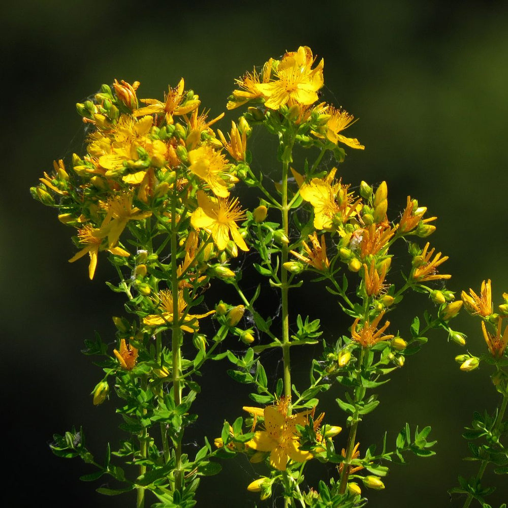 Vibrant yellow St. John's Wort flowers