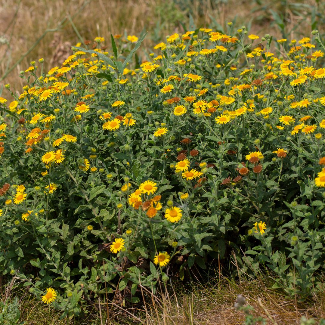 Common Fleabane Plug Plants | Pulicaria dysenterica