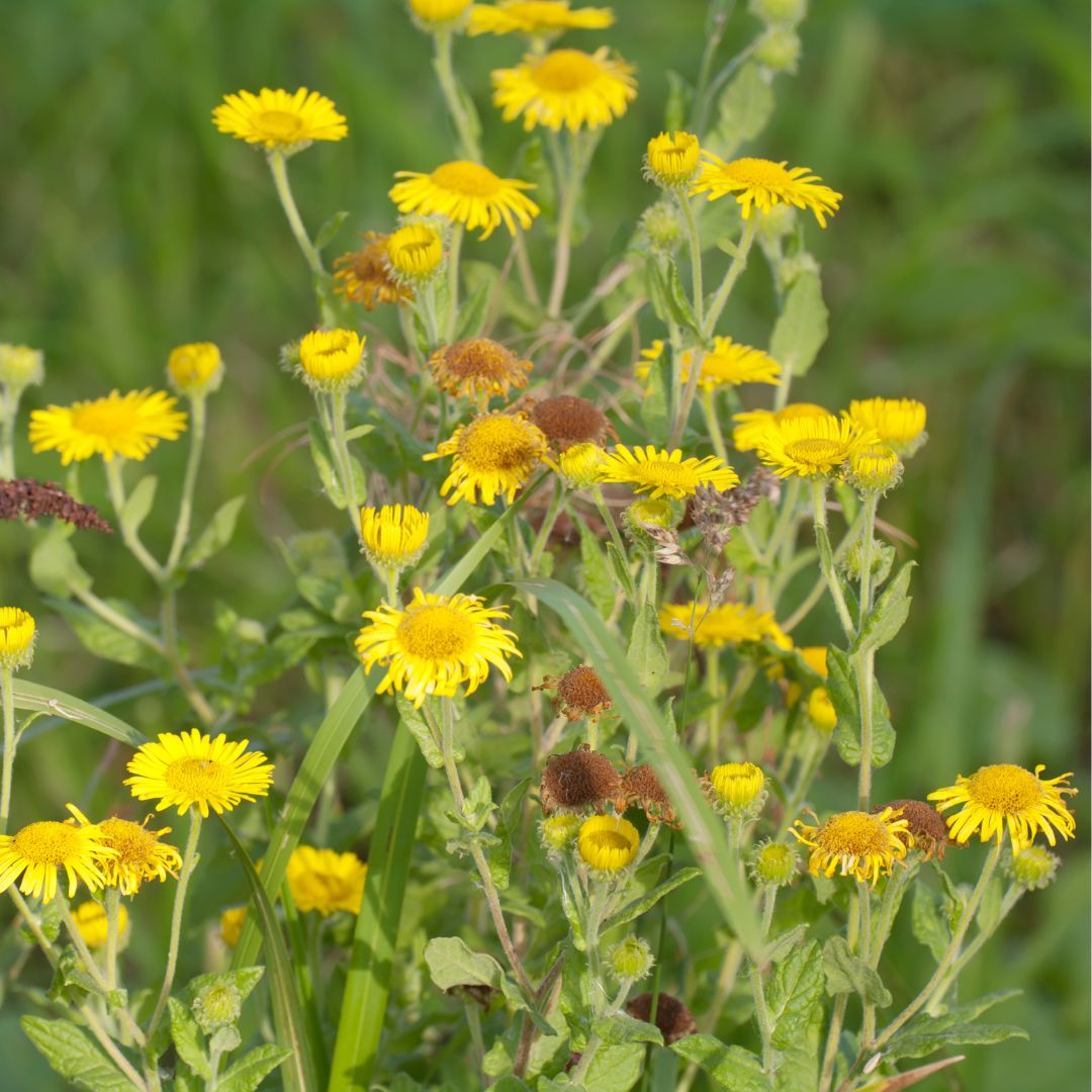 Common Fleabane Plug Plants | Pulicaria dysenterica