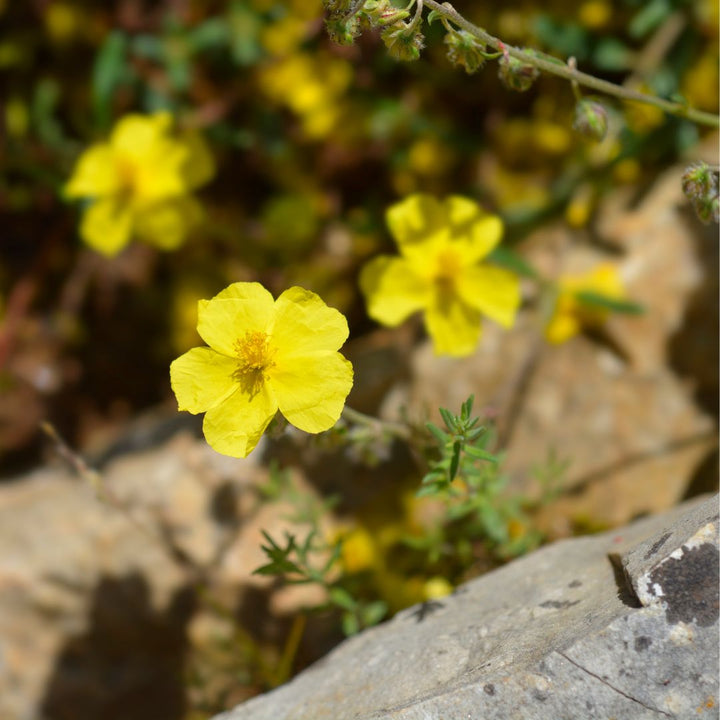 Common Rockrose Plug Plants | Helianthemum nummularium