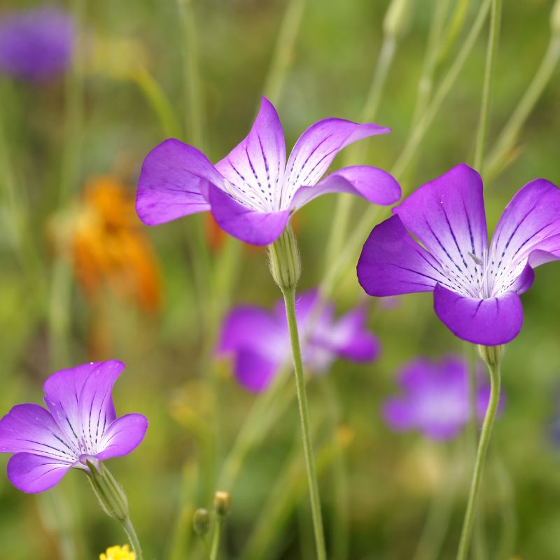 Close up shot of purple corncockle flowers in a meadow