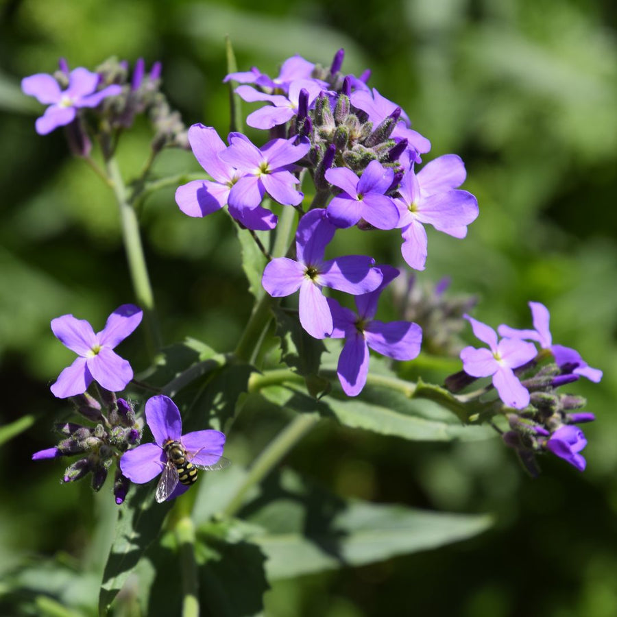 A close-up image of Dame's Violet flowers, showcasing their purple color and clustered arrangement on a stem.
