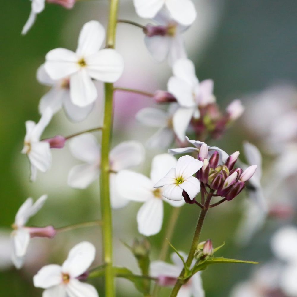 Close up of pink and white dames violet flowers