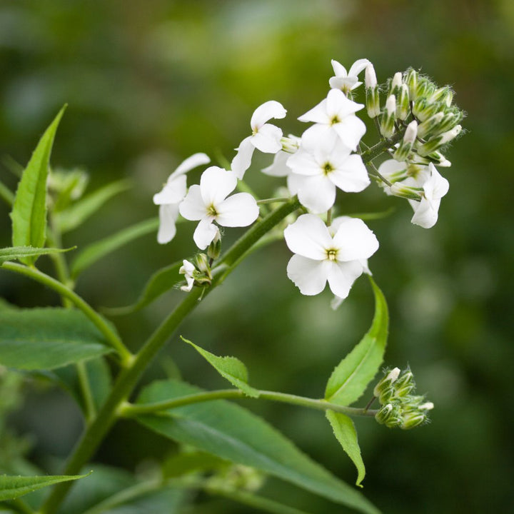 White dames violet flowers