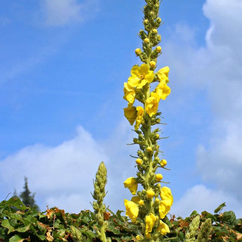 dark mullein growing flowers against a blue sky background