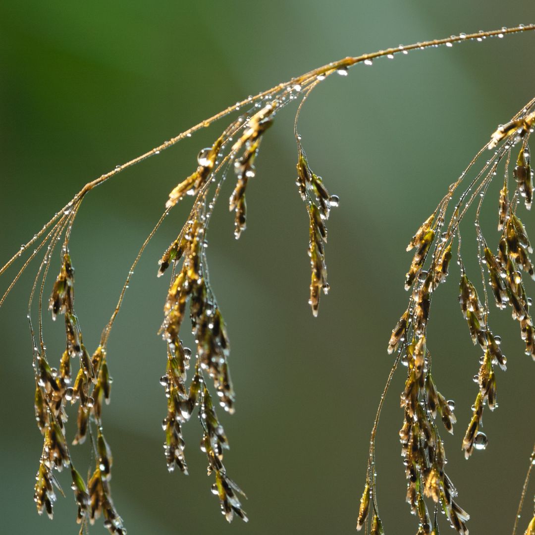 Tufted Hairgrass Plug Plants | Deschampsia cespitosa