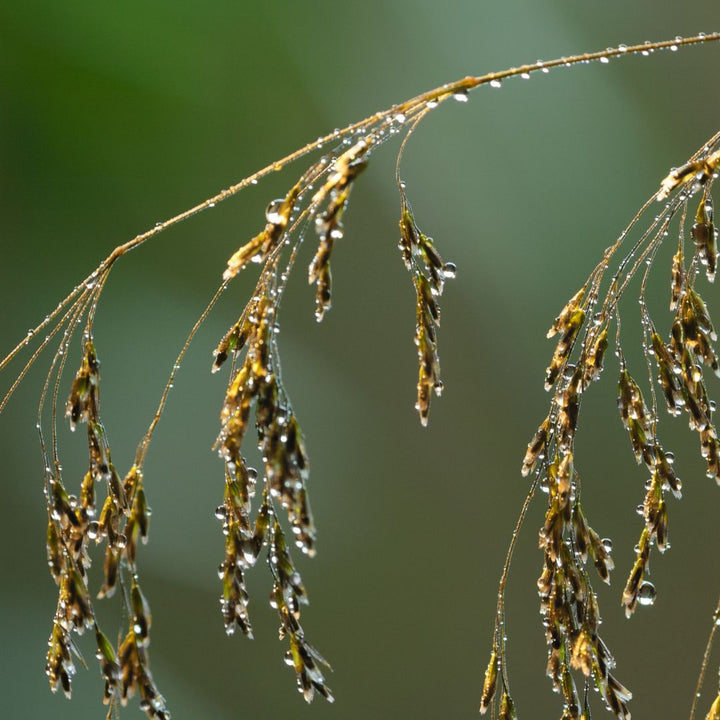 Tufted Hairgrass Plug Plants | Deschampsia cespitosa