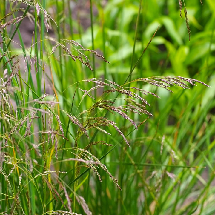 Tufted Hairgrass Plug Plants | Deschampsia cespitosa