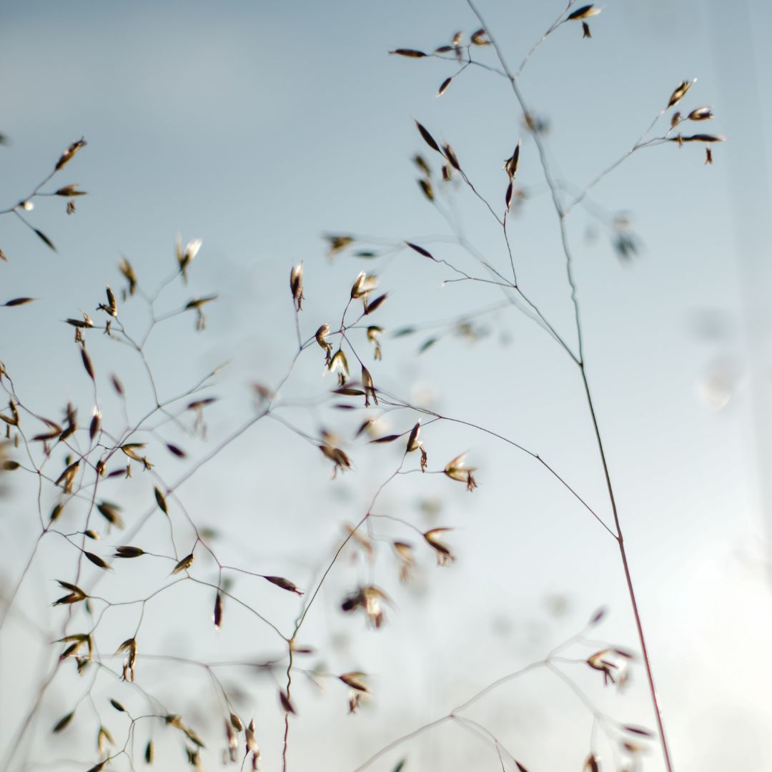 Wavy Hairgrass Plug Plants | Deschampsia flexuosa