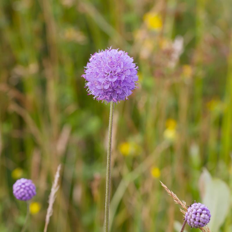Devil's bit scabious flower with a grassy meadow background