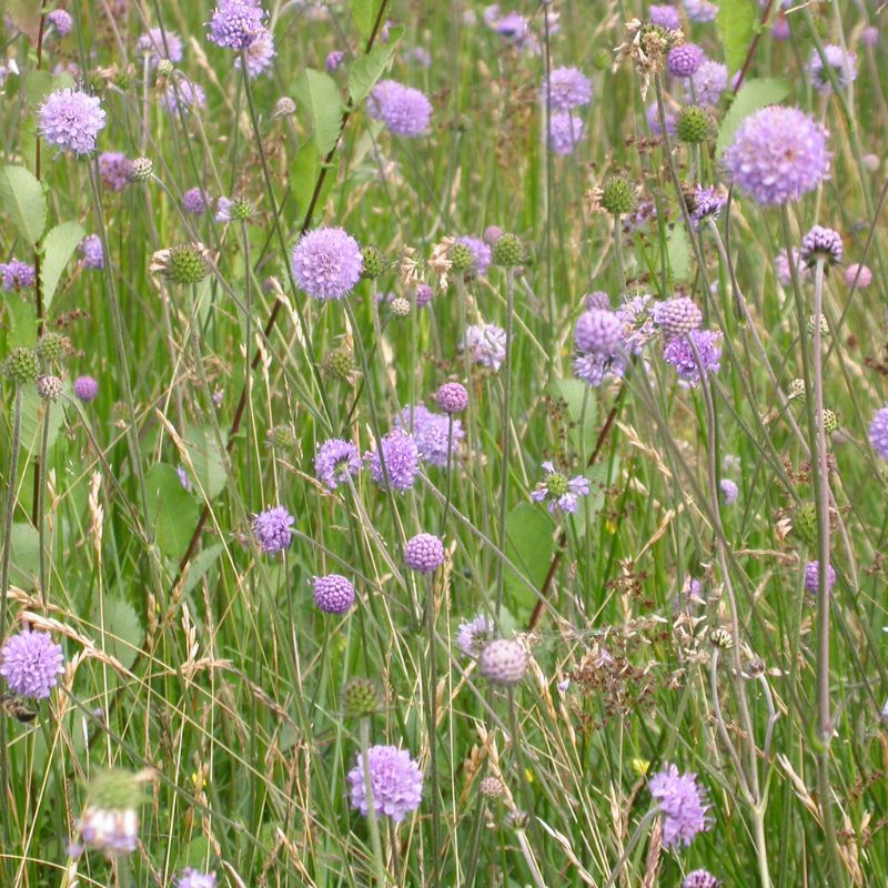 a meadow full of devil's bit scabious