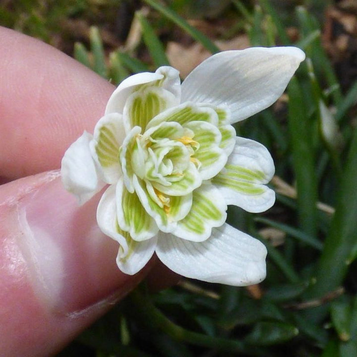Double Snowdrop Bulbs In The Green | Galanthus nivalis 'Flore Pleno'