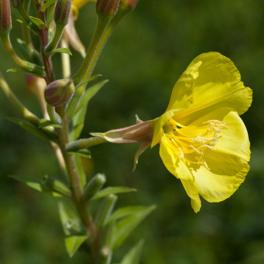 A close-up image of a yellow Evening Primrose flower with unopened buds in the background.