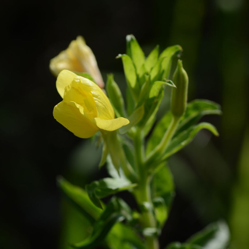 Yellow evening primrose flowers beginning to bloom