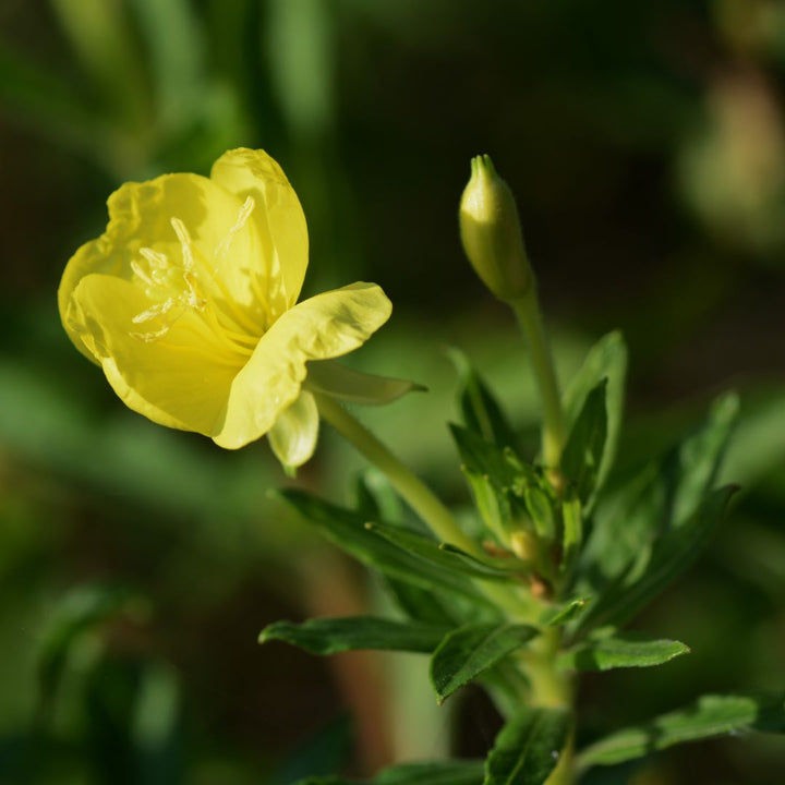 one yellow evening primrose flower in bloom