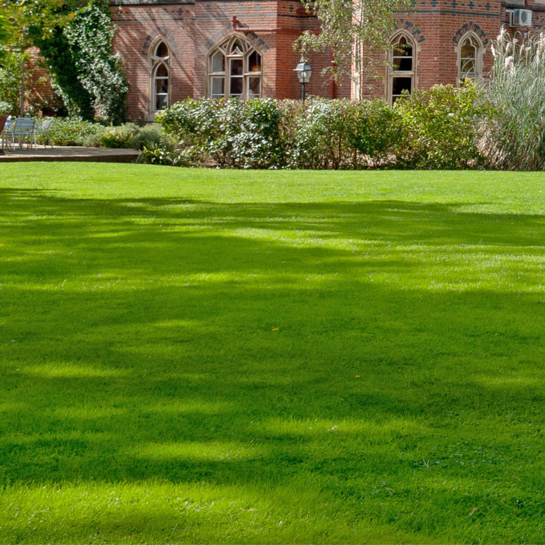 Quality Seed Mix For A Family Lawn