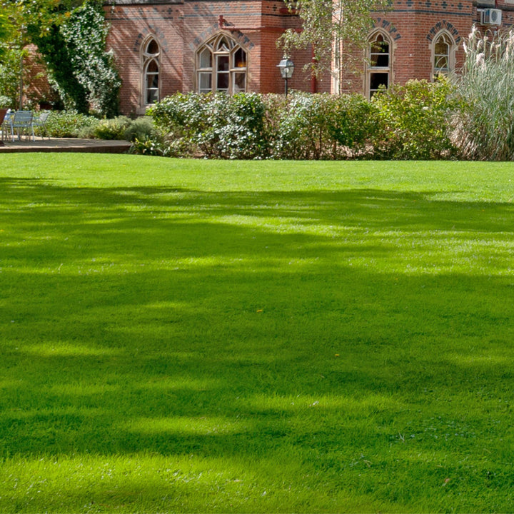 Quality Seed Mix For A Family Lawn