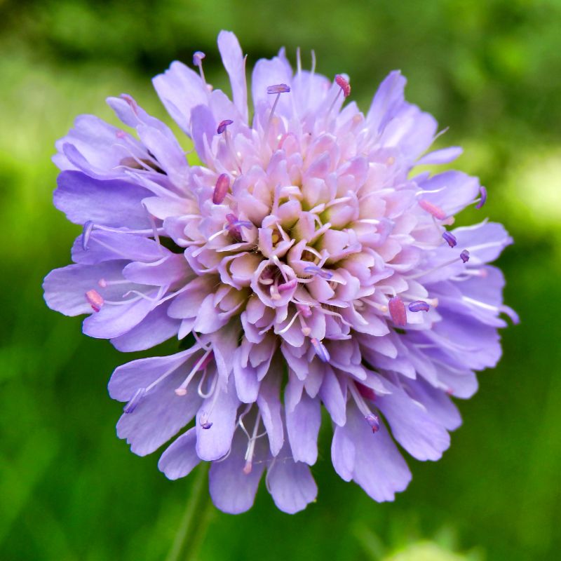 Close up shot of a purple field scabious flower in full bloom