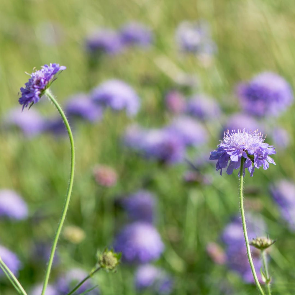 Purple field scabious wildflowers against a blurred green meadow background