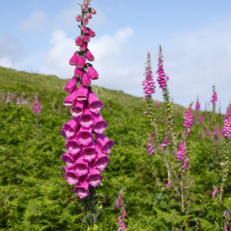 a field with tall pink foxglove flowers in full bloom