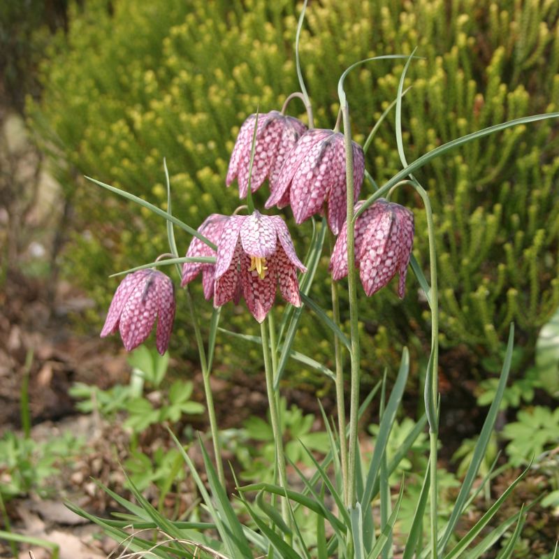 Snakeshead fritillary wildflowers in bloom