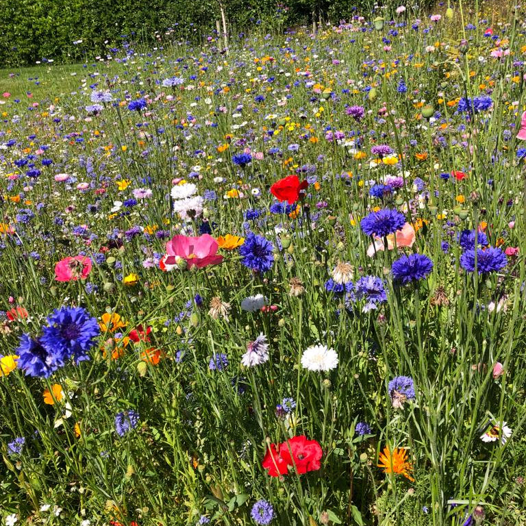 Annual Cut Flower | Pick Your Own Mix