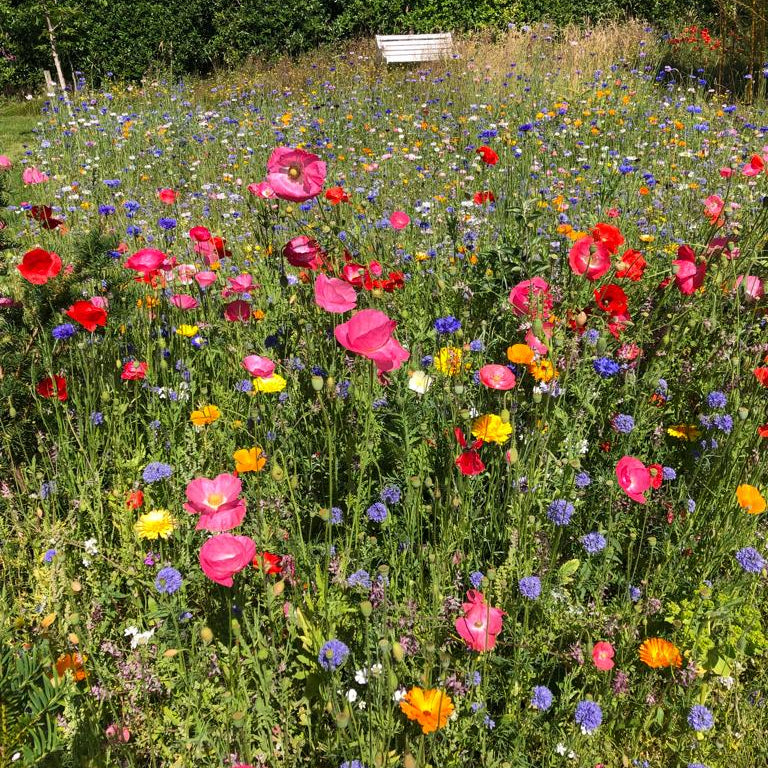 Annual Cut Flower | Pick Your Own Mix