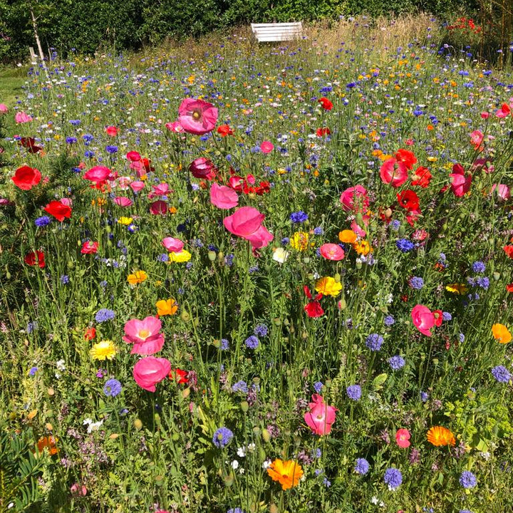Annual Cut Flower | Pick Your Own Mix