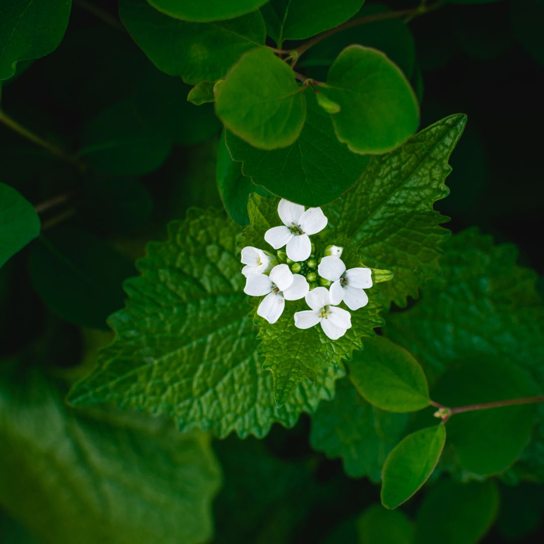 Garlic Mustard Plug Plants | Alliaria petiolata